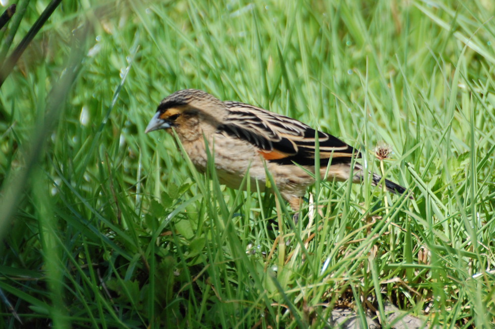 Tanzania- Ploceidae: Euplectes axillaris, maschio in eclisse